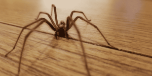 Web Problems? Solutions for Eliminating Spider Problems Exposed